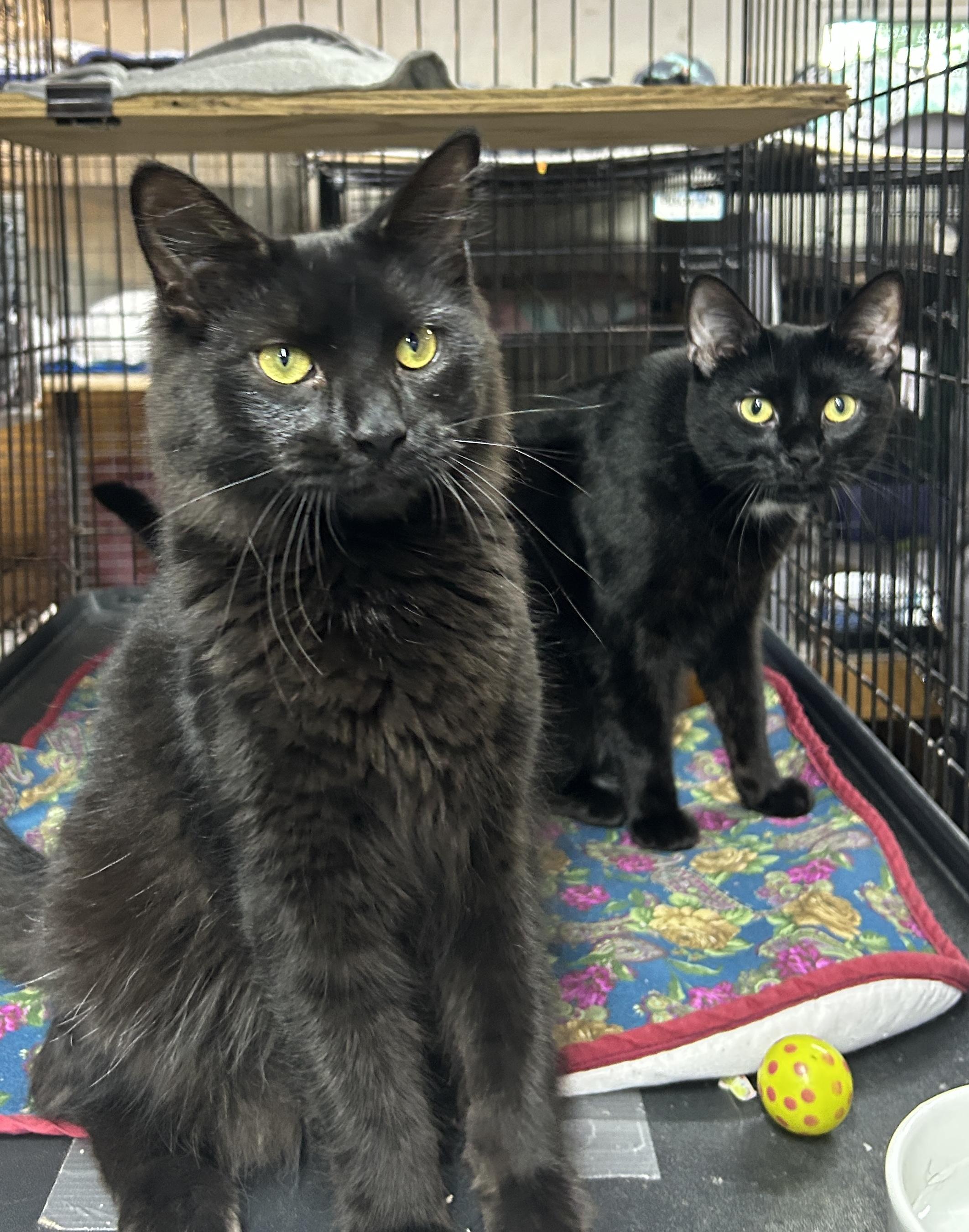 Enlarge Connor, a ADOPTABLE Domestic Medium Hair in Avon, OH image 4/5