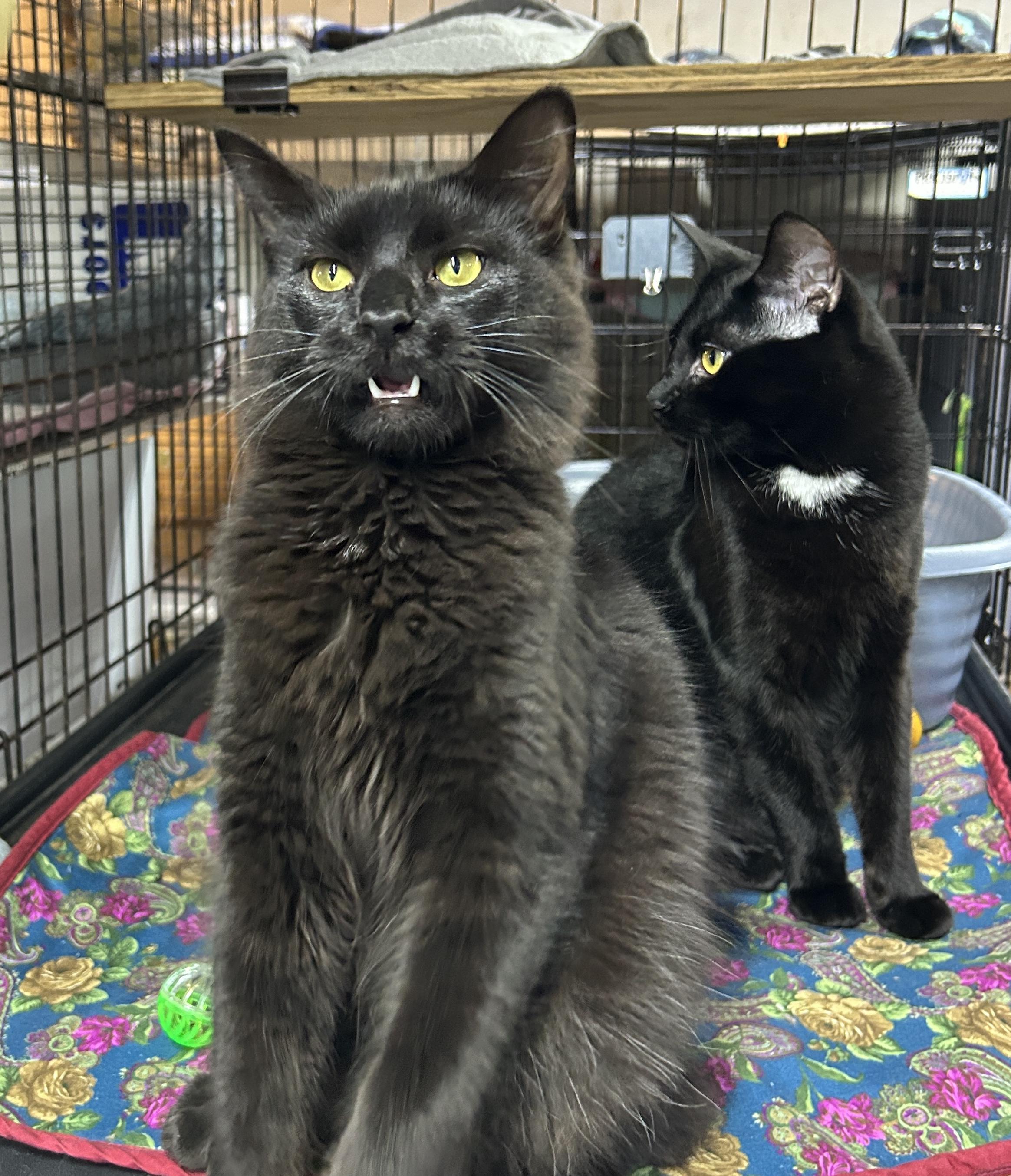 Enlarge Connor, a ADOPTABLE Domestic Medium Hair in Avon, OH image 3/5