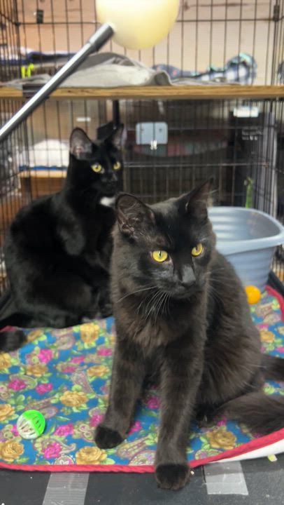 Enlarge Connor, a ADOPTABLE Domestic Medium Hair in Avon, OH video 5/5