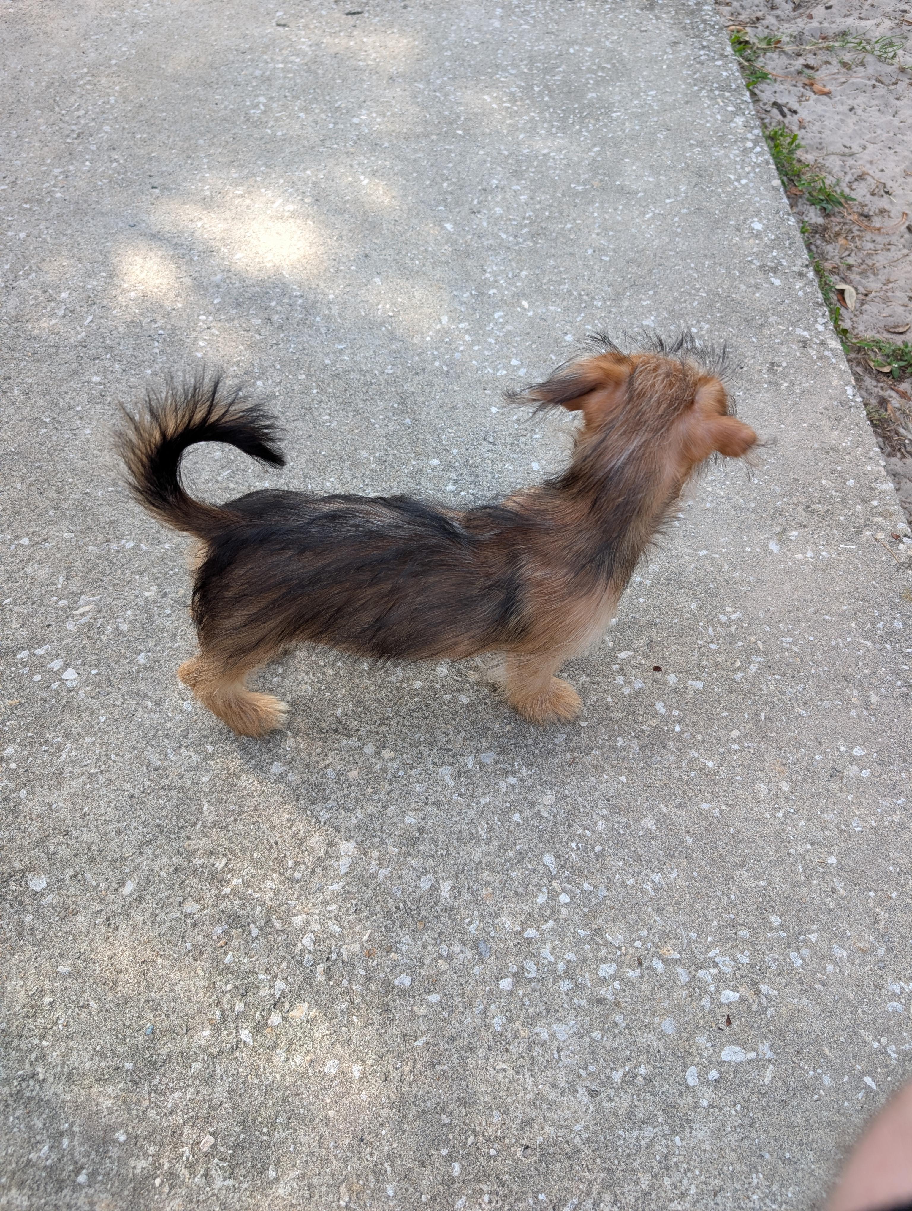 Sunny, an adopted mixed breed in Orlando, FL image 5/5