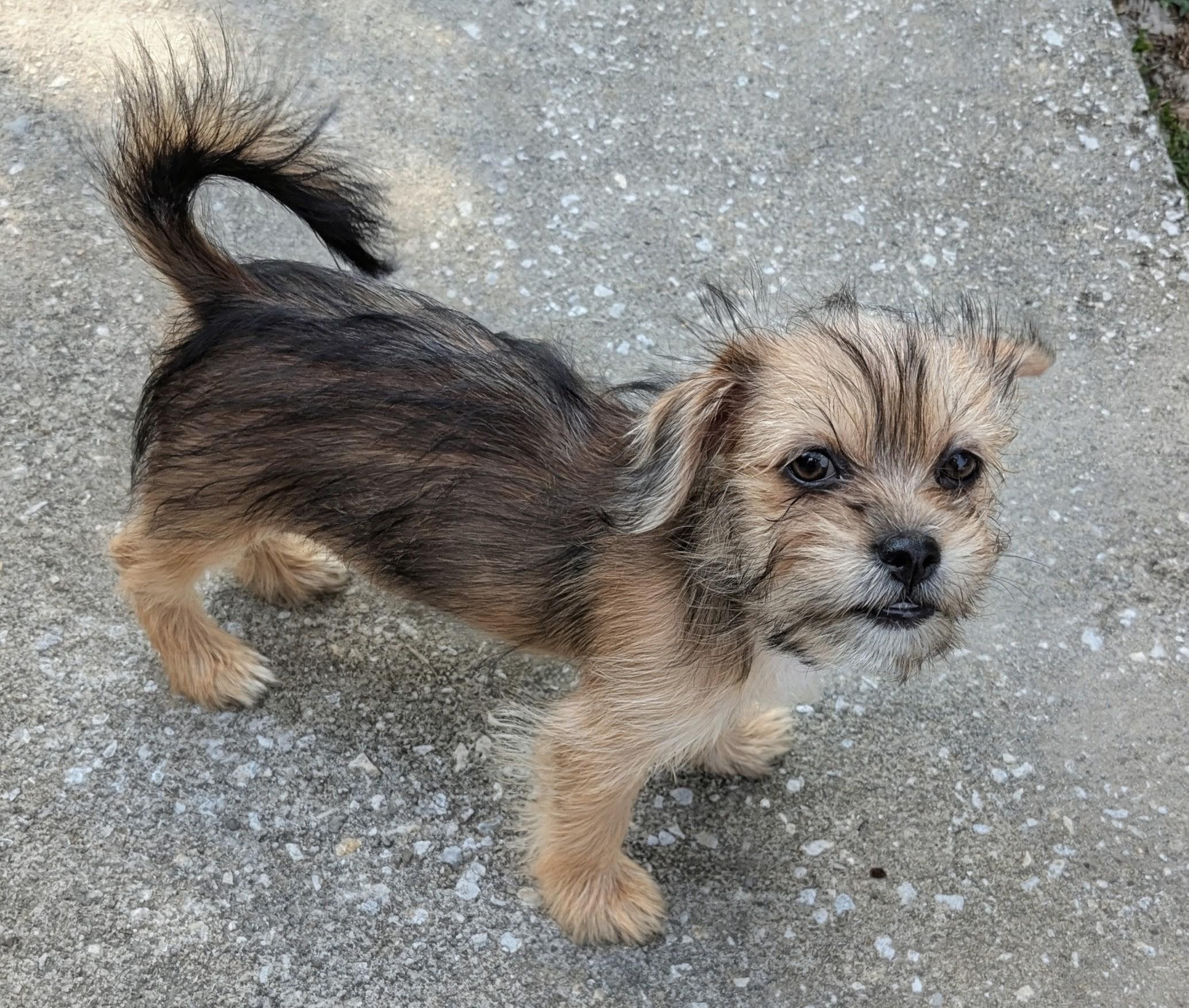 Sunny, an adopted mixed breed in Orlando, FL image 1/5