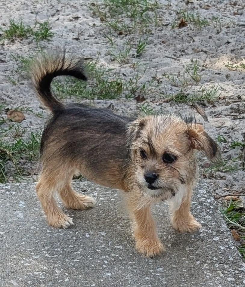 Sunny, an adopted mixed breed in Orlando, FL image 2/5