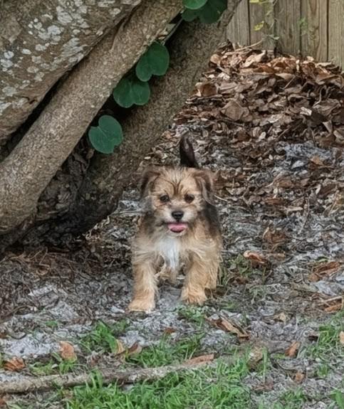 Sunny, an adopted mixed breed in Orlando, FL image 3/5
