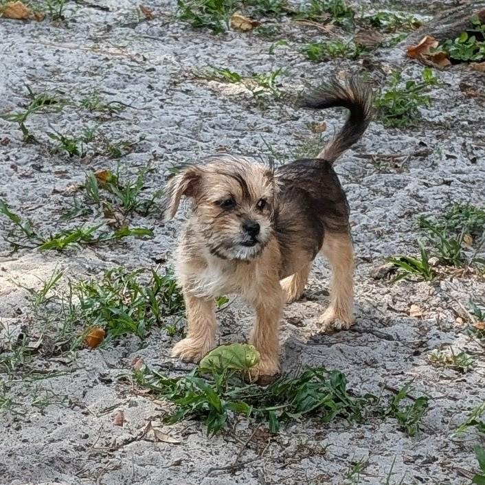 Sunny, an adopted mixed breed in Orlando, FL image 4/5