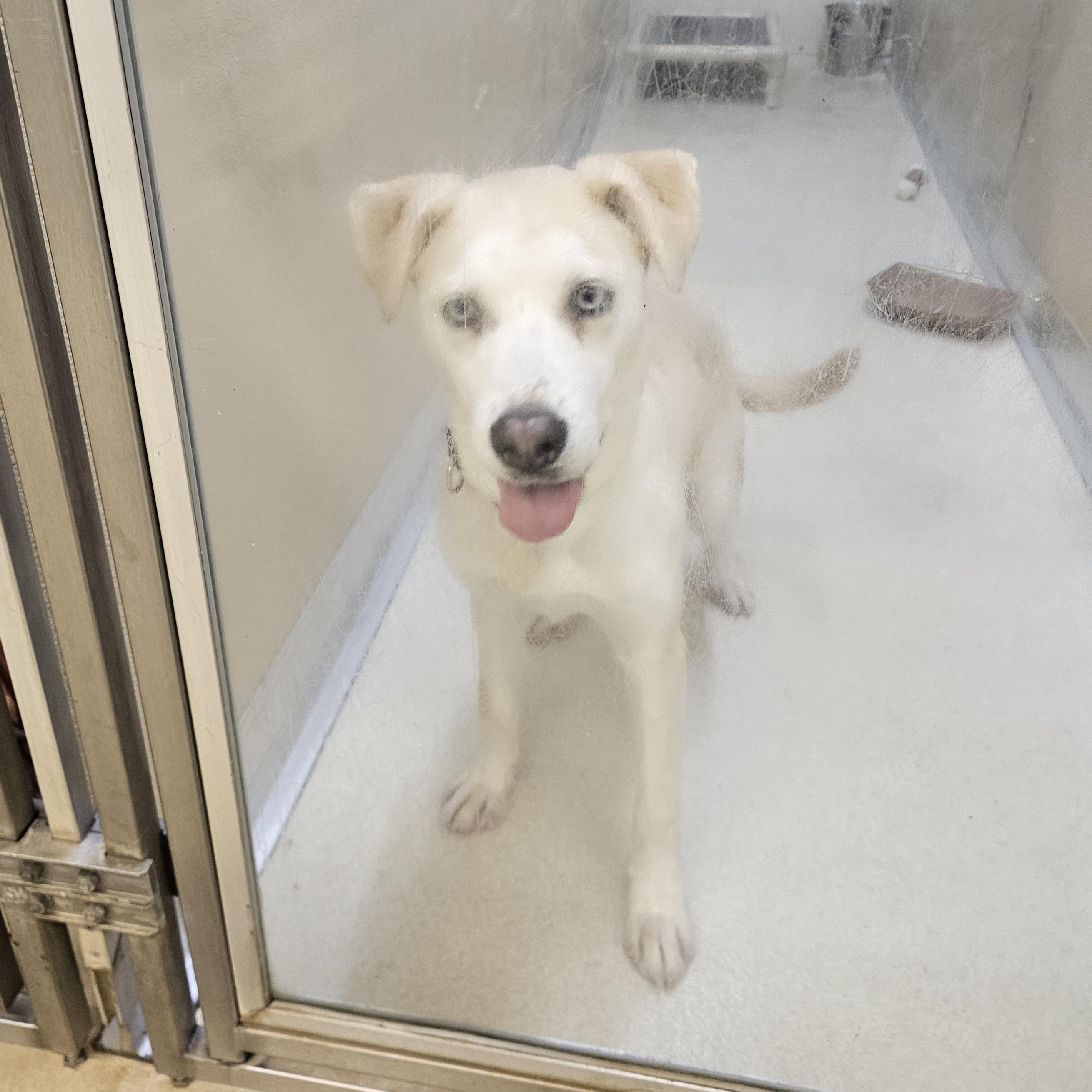 Abbie, an adopted mixed breed in Phoenixville, PA image 4/6