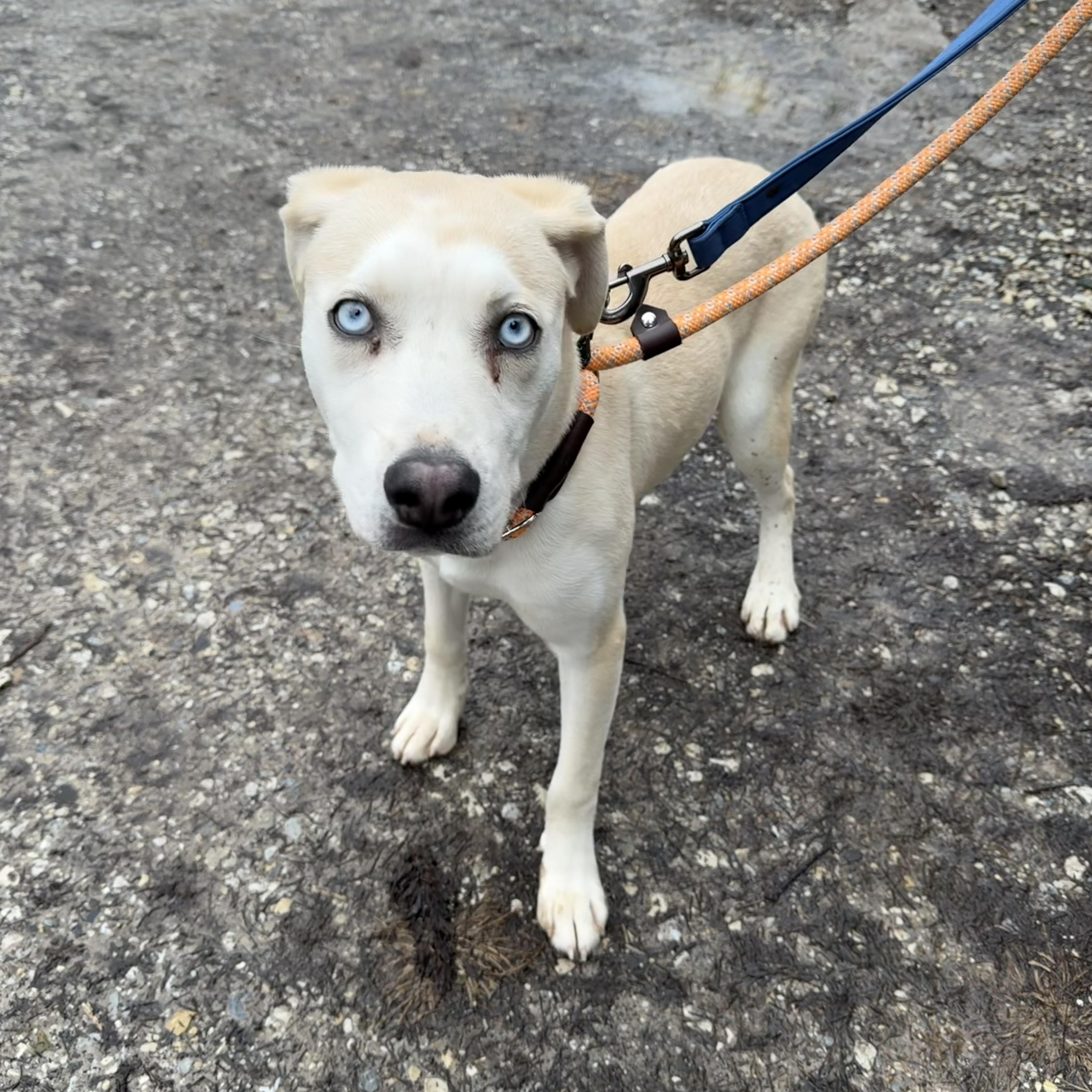 Abbie, an adopted mixed breed in Phoenixville, PA image 1/6