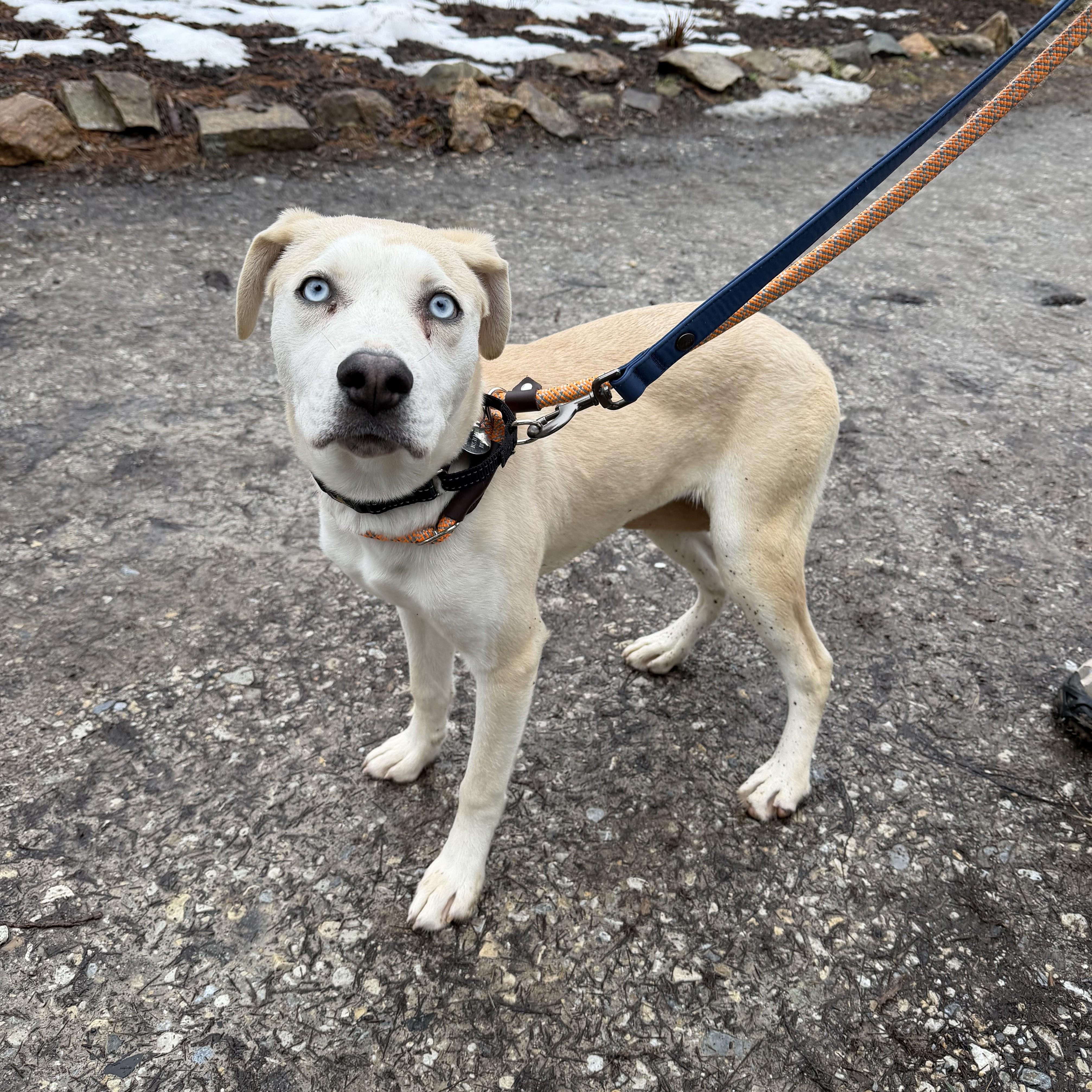 Abbie, an adopted mixed breed in Phoenixville, PA image 3/6
