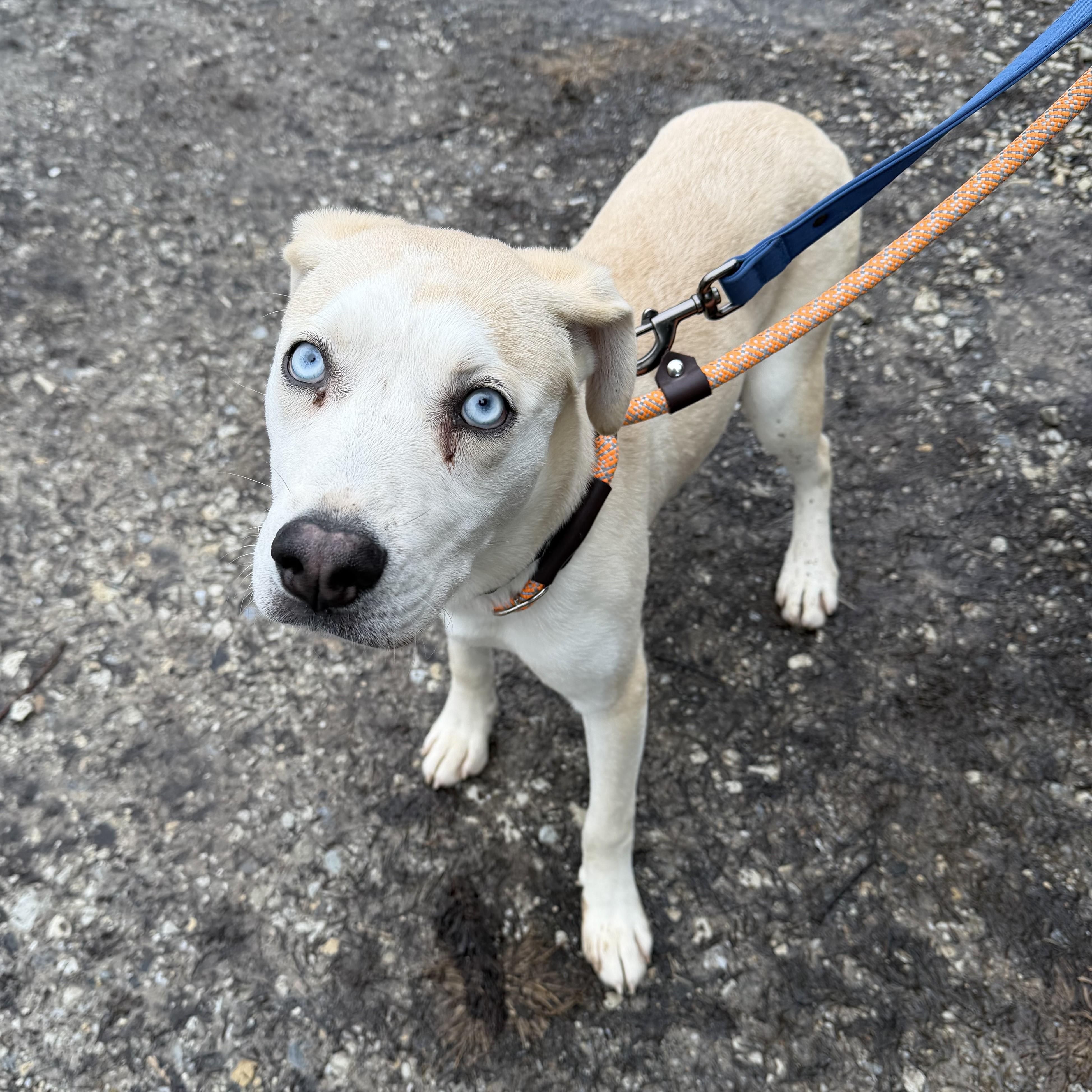 Abbie, an adopted mixed breed in Phoenixville, PA image 6/6
