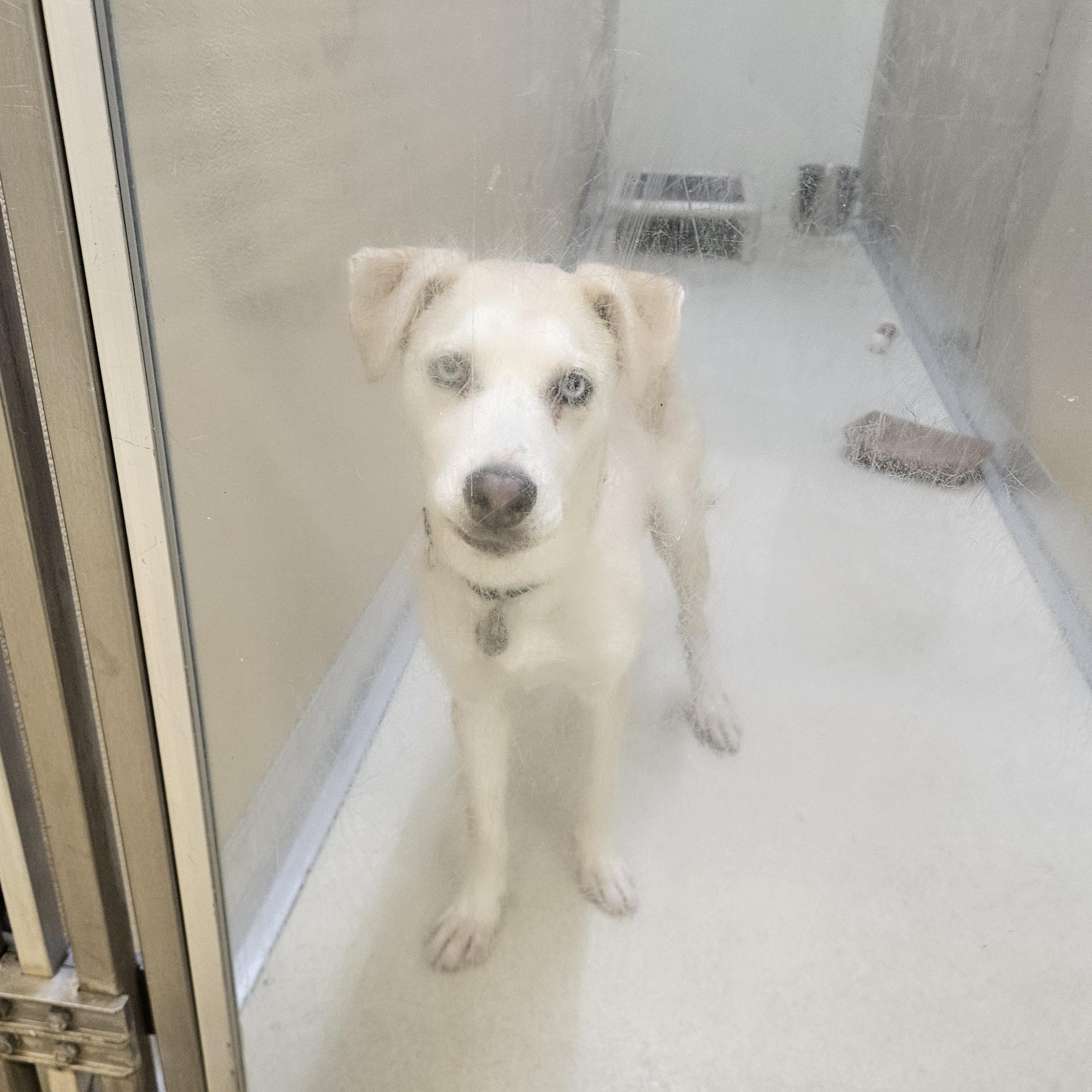 Abbie, an adopted mixed breed in Phoenixville, PA image 2/6