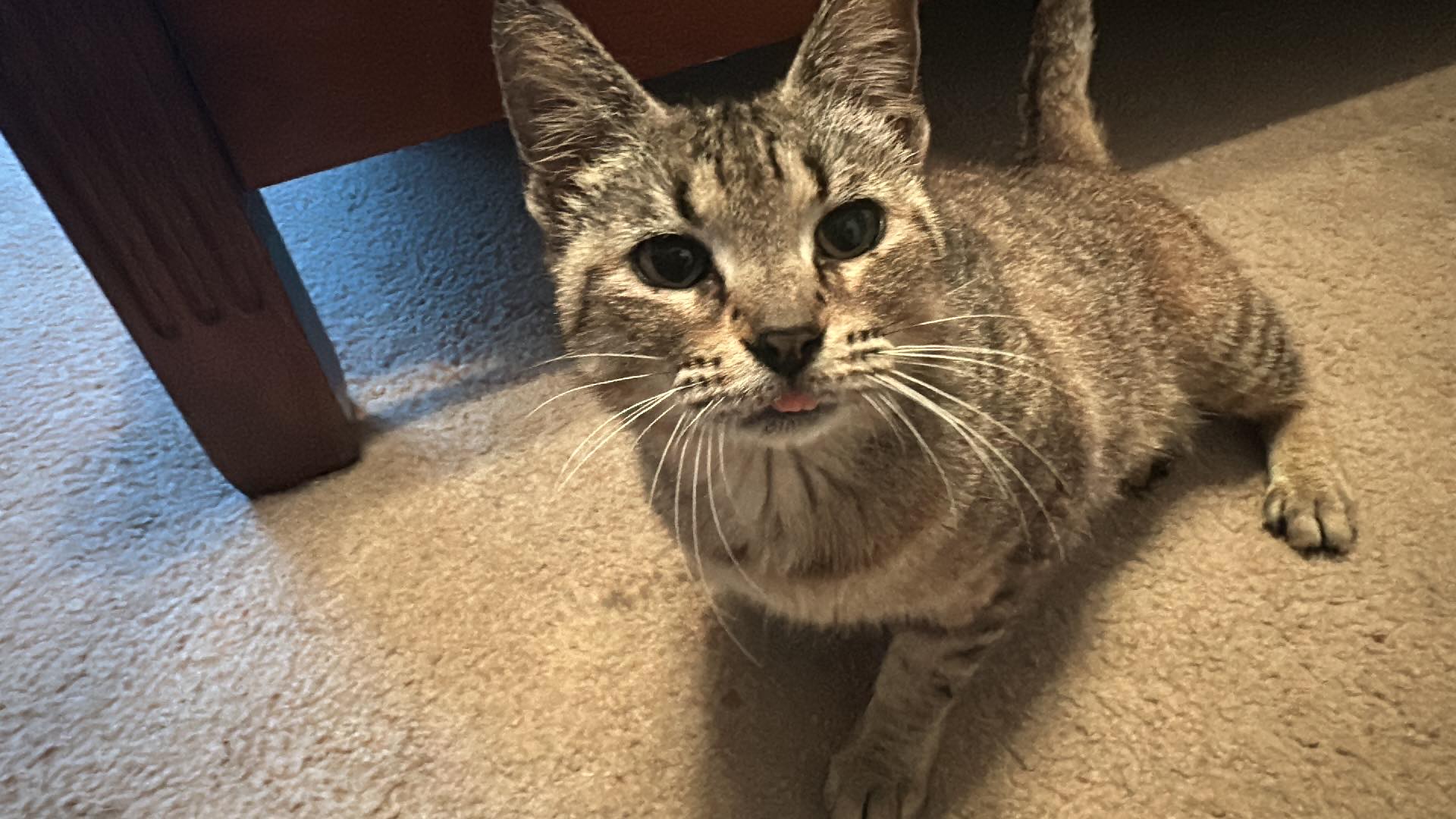 Celestia, Adopted, Senior Female Domestic Short Hair.