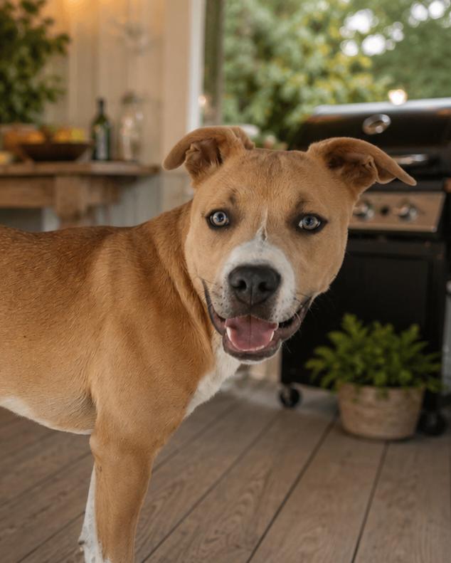 Wemby, adopted, Young Male Pit Bull Terrier.