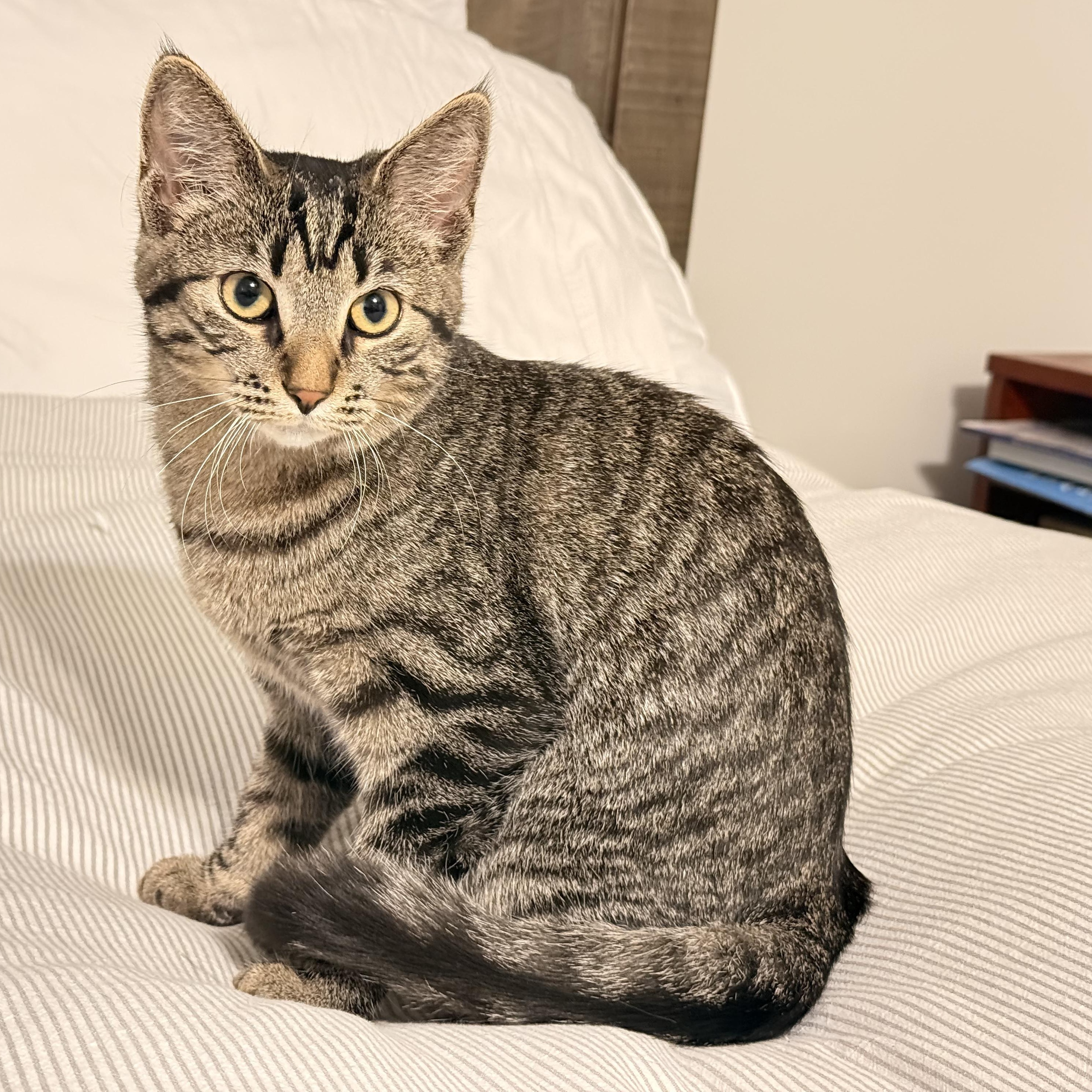 Enlarge Eleanore (Ellie), a Adoptable Domestic Short Hair in Cambridge, ON image 1/3