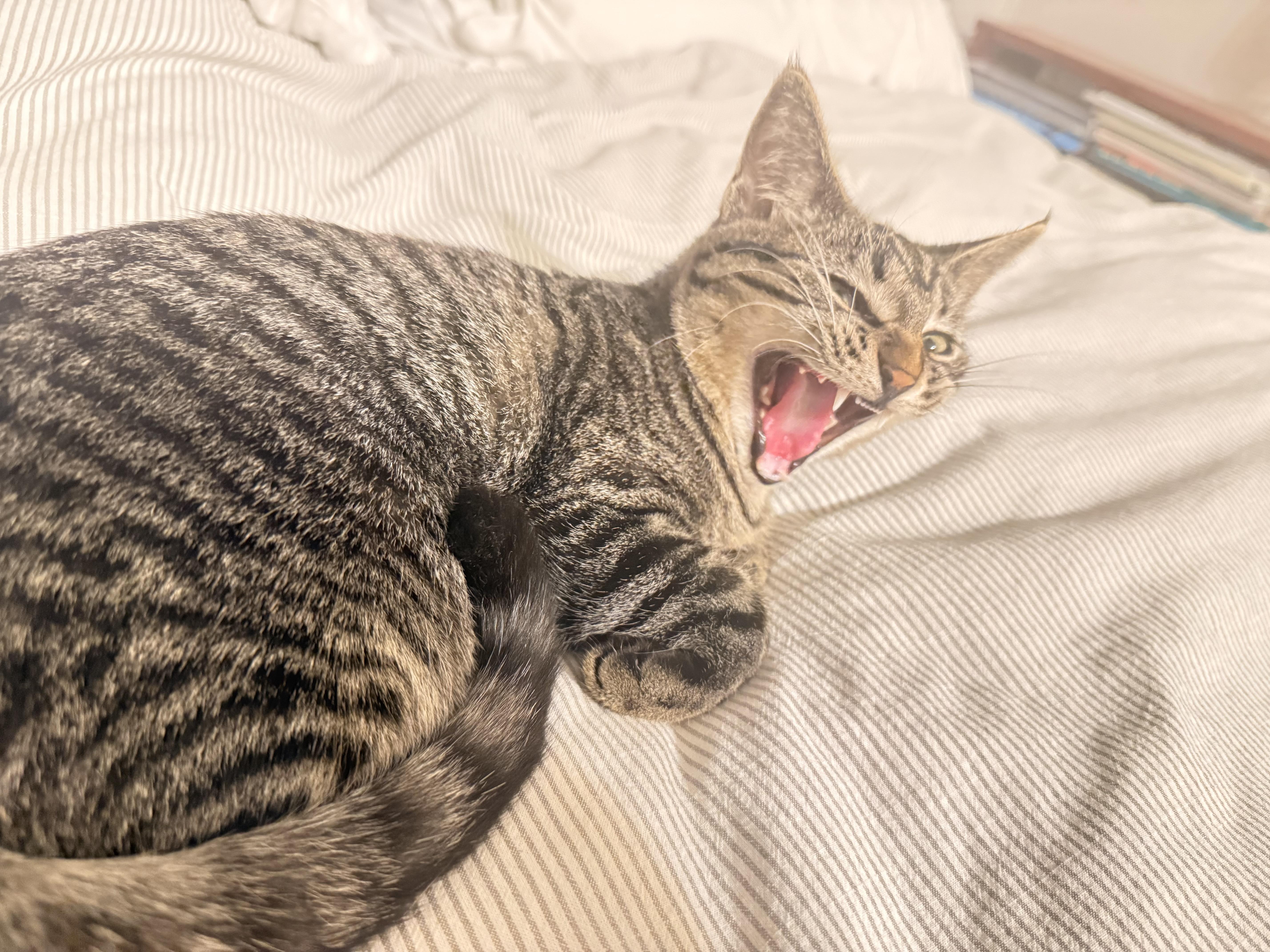 Enlarge Eleanore (Ellie), a Adoptable Domestic Short Hair in Cambridge, ON image 2/3