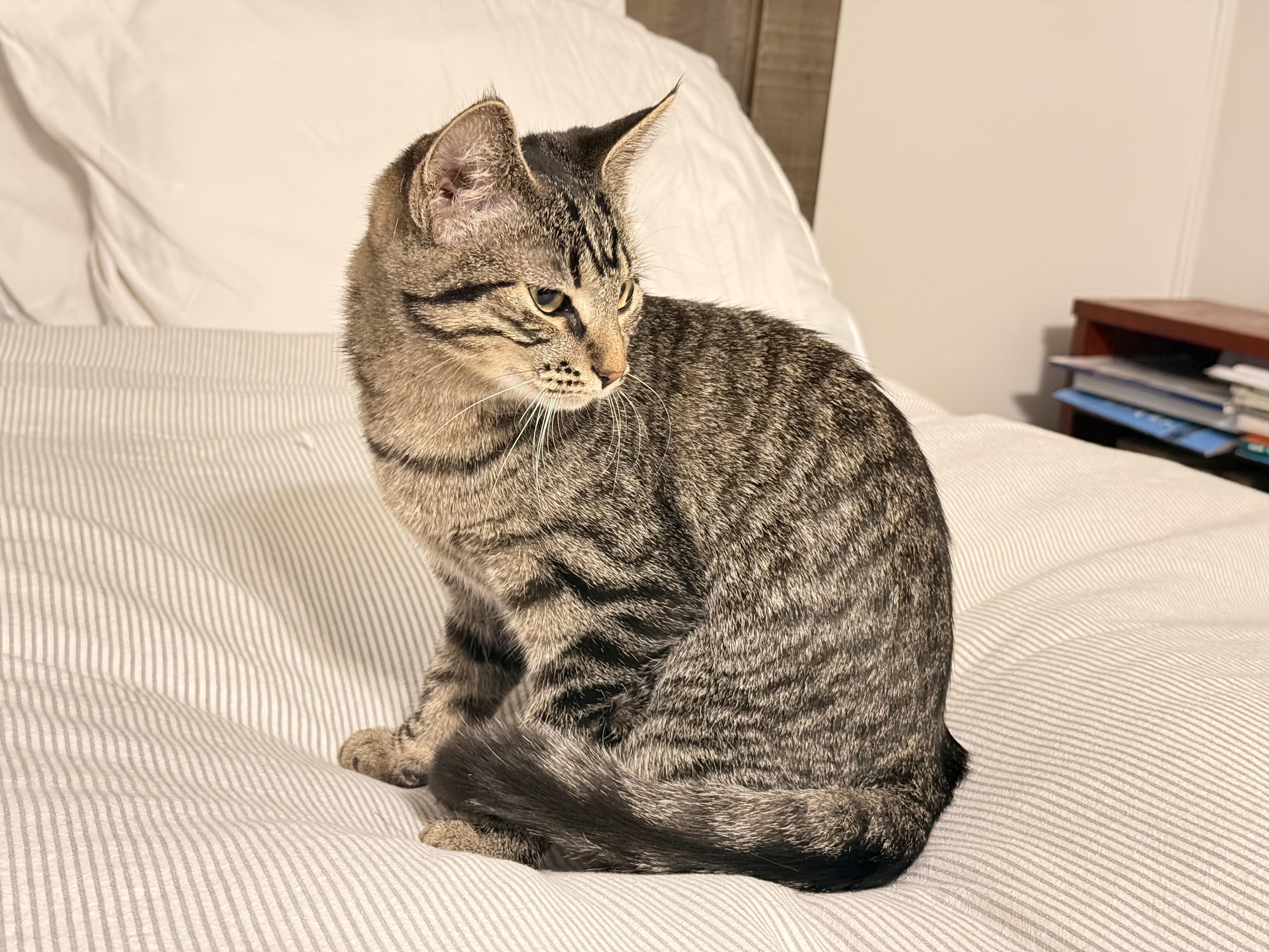 Enlarge Eleanore (Ellie), a Adoptable Domestic Short Hair in Cambridge, ON image 3/3
