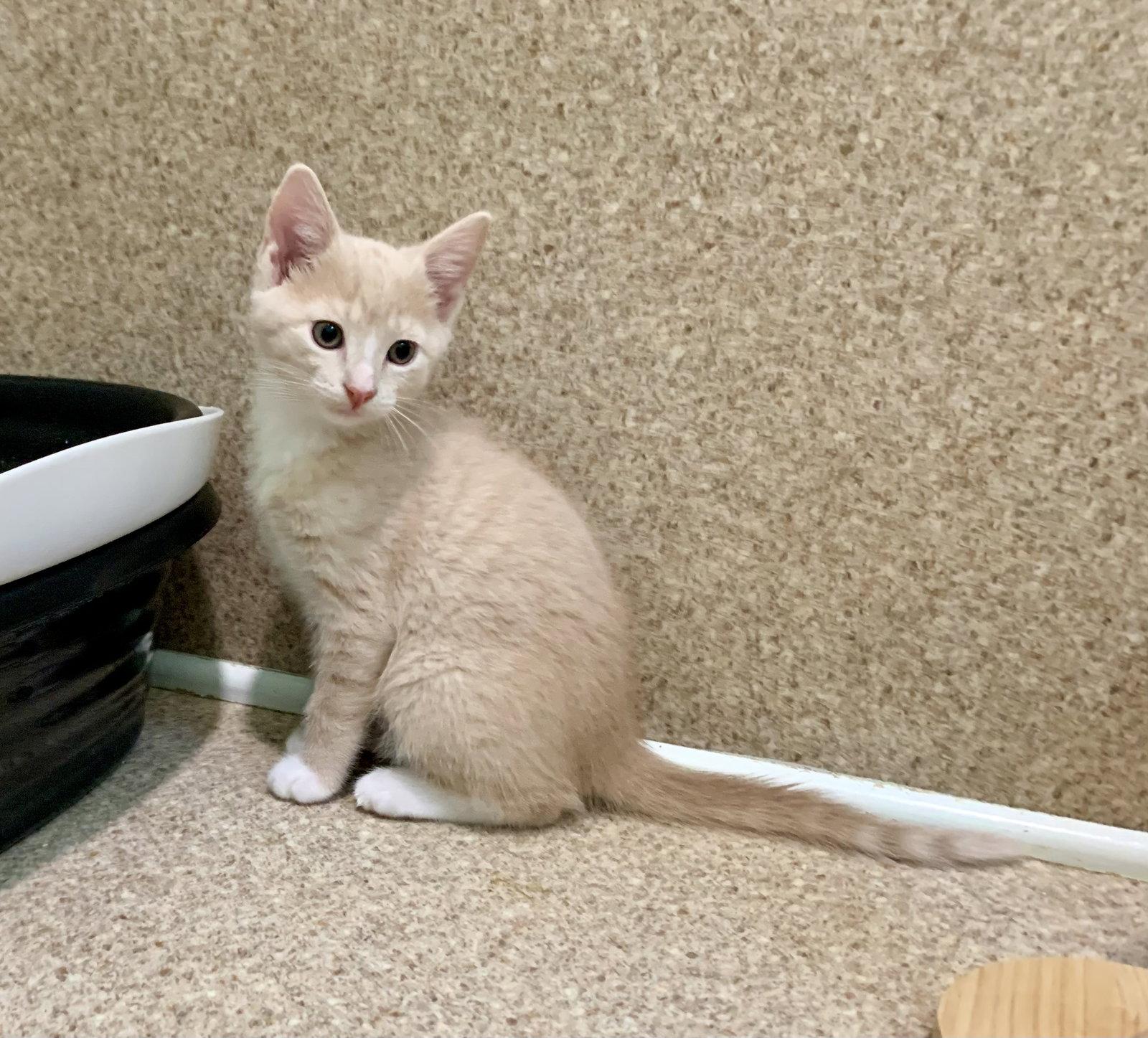 Enlarge Cosmo, a Adoptable mixed breed in Mc Cormick, SC image 1/3
