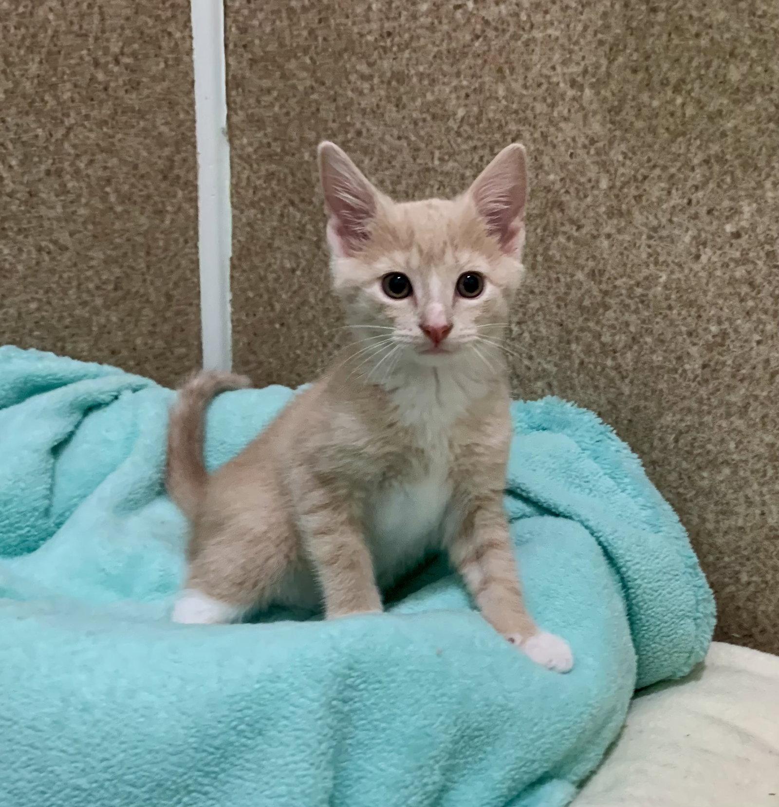 Enlarge Cosmo, a Adoptable mixed breed in Mc Cormick, SC image 2/3