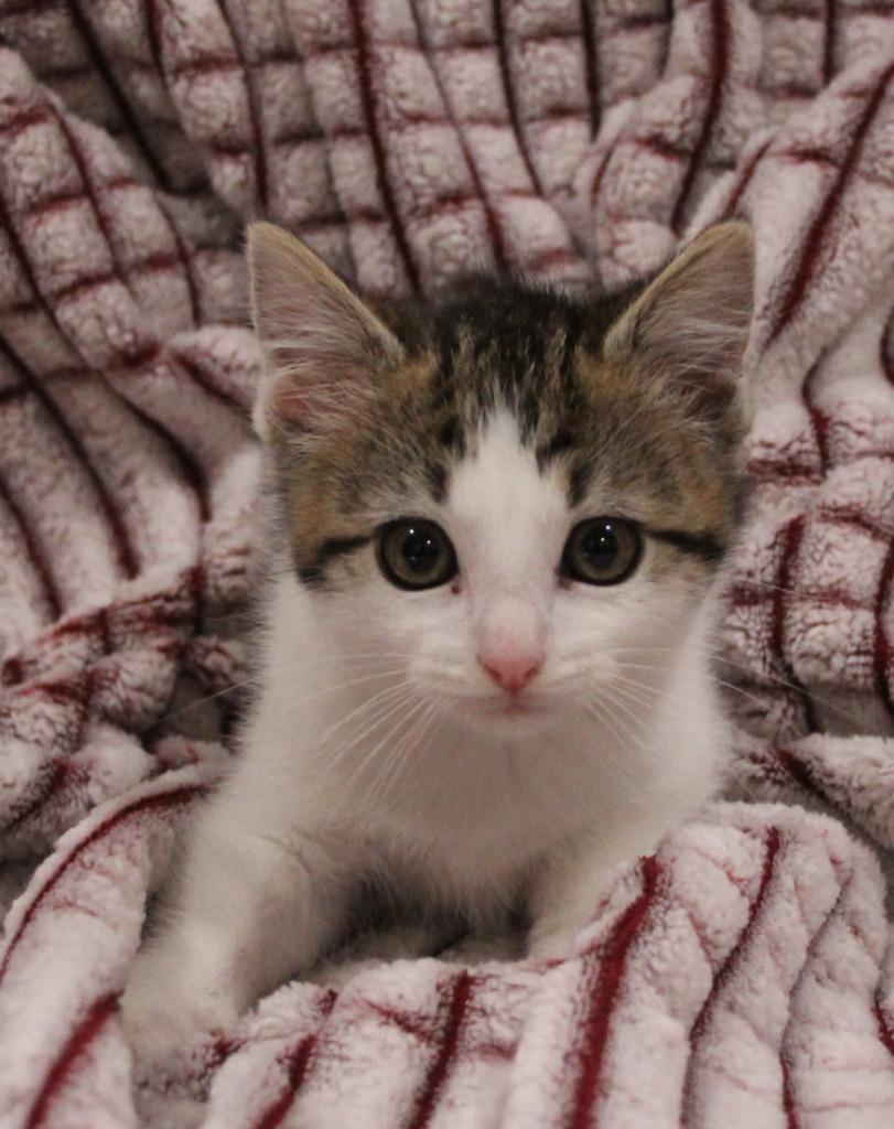 Gemili, Adoptable, Kitten Female Domestic Short Hair.