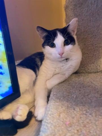 Nona, Adoptable, Adult Female Domestic Short Hair.