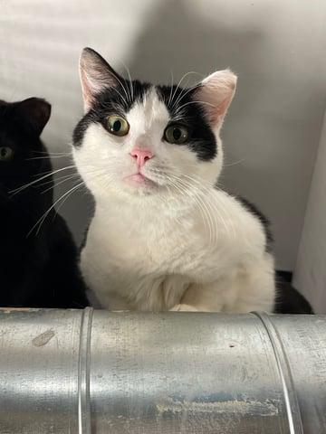 Enlarge Nona, a Adoptable Domestic Short Hair in Huntington, NY image 2/2