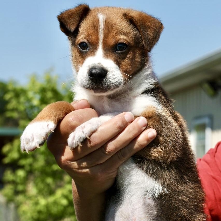 2026Steve, an adopted mixed breed in Frederick, MD image 4/4
