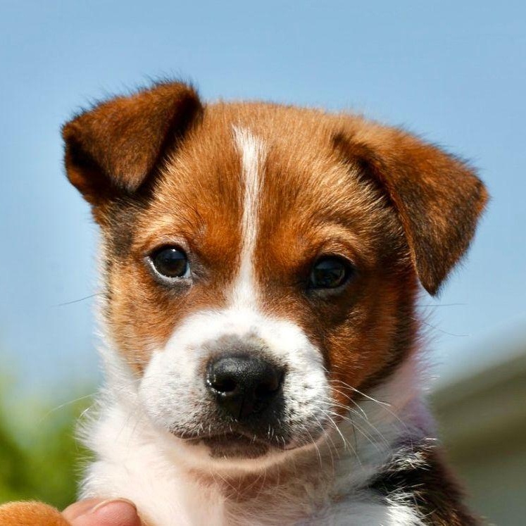 2026Steve, adopted, Puppy Male Parson Russell Terrier.