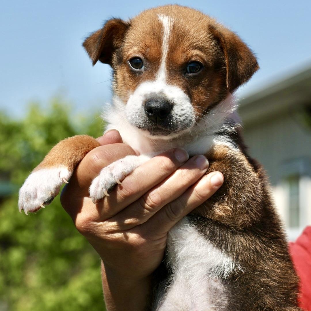 2026Steve, an adopted mixed breed in Frederick, MD image 3/4