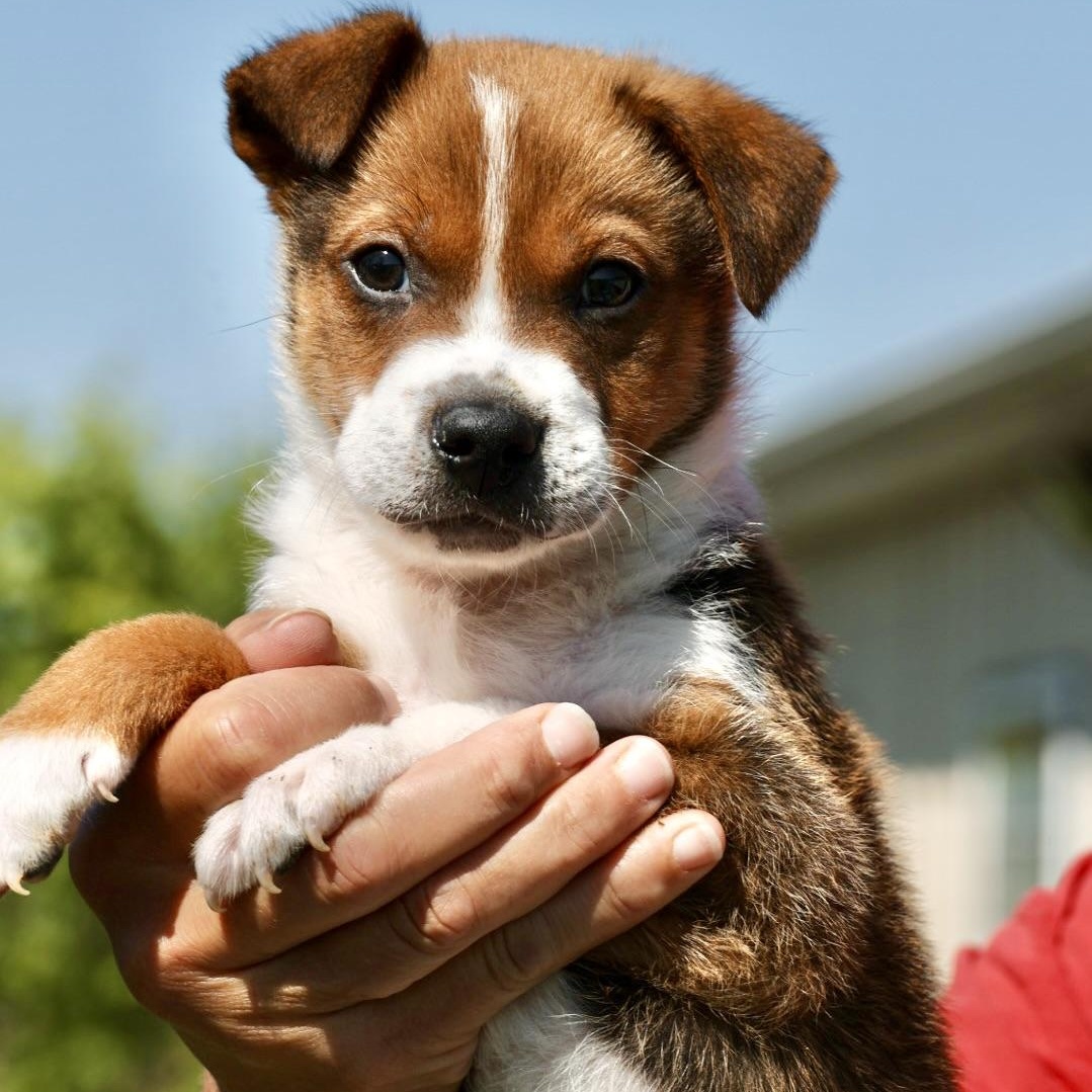 2026Steve, an adopted mixed breed in Frederick, MD image 2/4