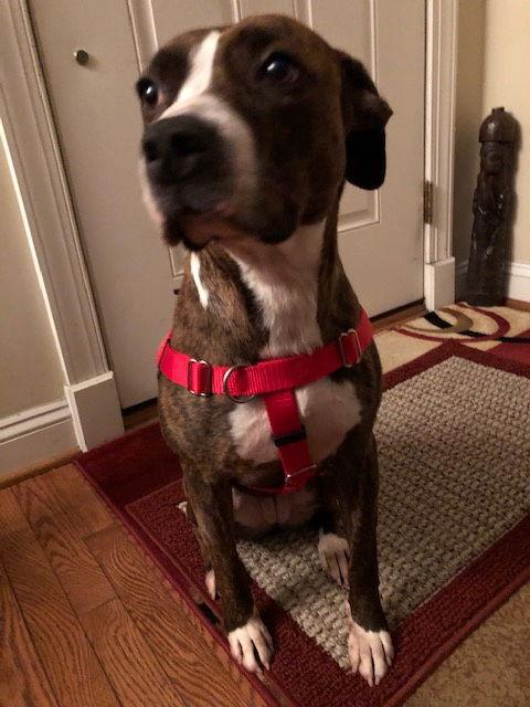 Enlarge Luna B, a Adoptable mixed breed in Doylestown, PA image 2/6