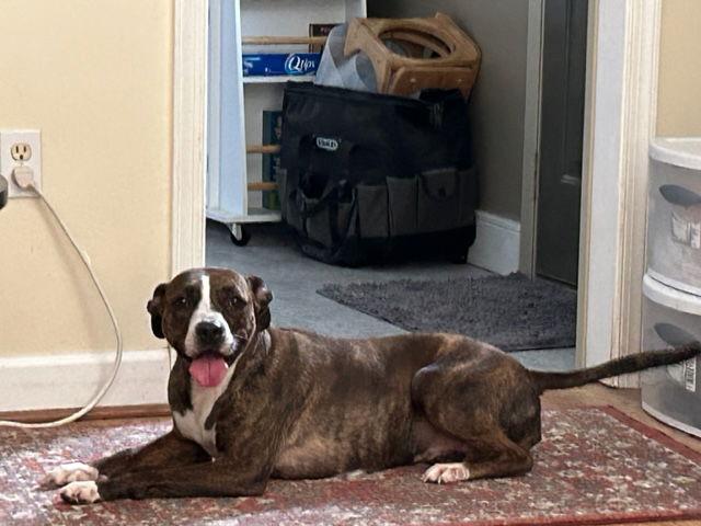 Luna B, a Adoptable mixed breed in Doylestown, PA image 3/6