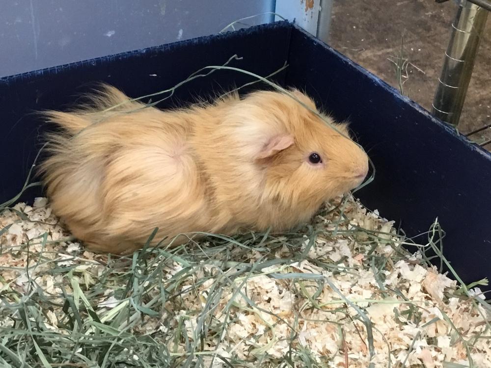 Enlarge Yukon Gold, a Adoptable Guinea Pig in San Diego, CA image 1/1