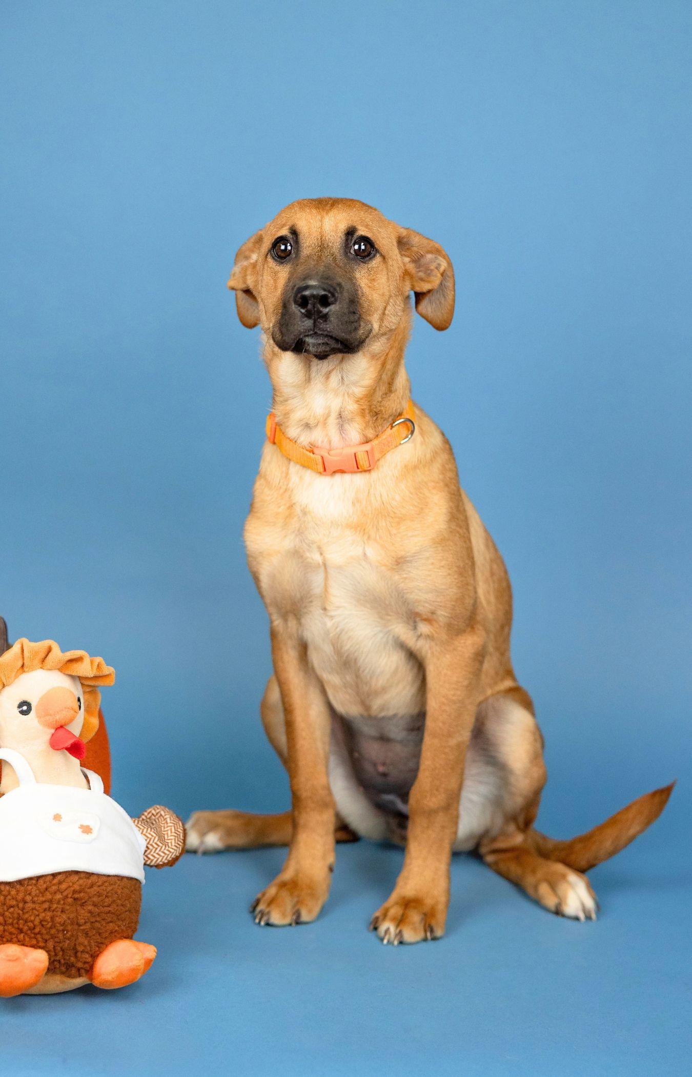 Enlarge 770-26, a Adoptable mixed breed in Brighton, CO image 1/2