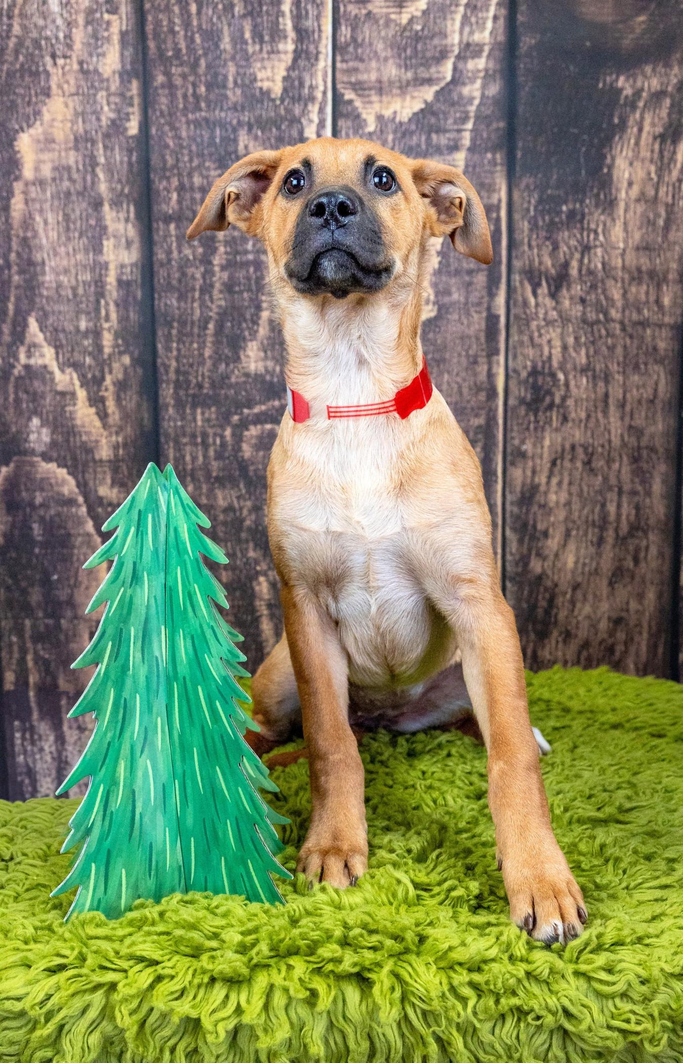 Enlarge 770-26, a Adoptable mixed breed in Brighton, CO image 2/2