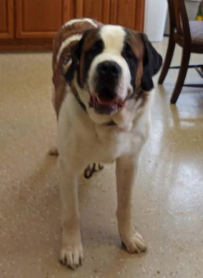 Smalls, Adoptable, Adult Male Saint Bernard.