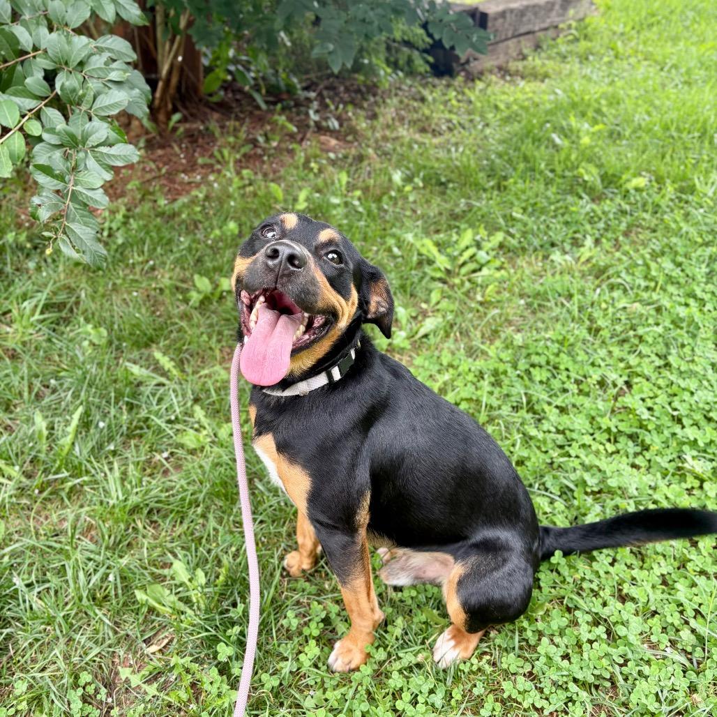 Bean fka Magic, Adoptable, Adult Male Mixed Breed & None.
