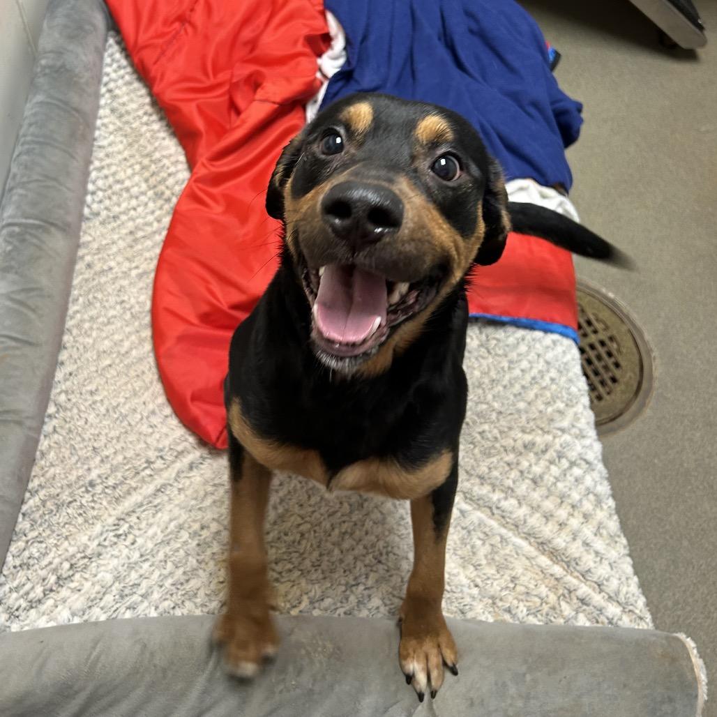 Enlarge Bean fka Magic, a Adoptable Mixed Breed in Rocky Mount, VA image 2/4