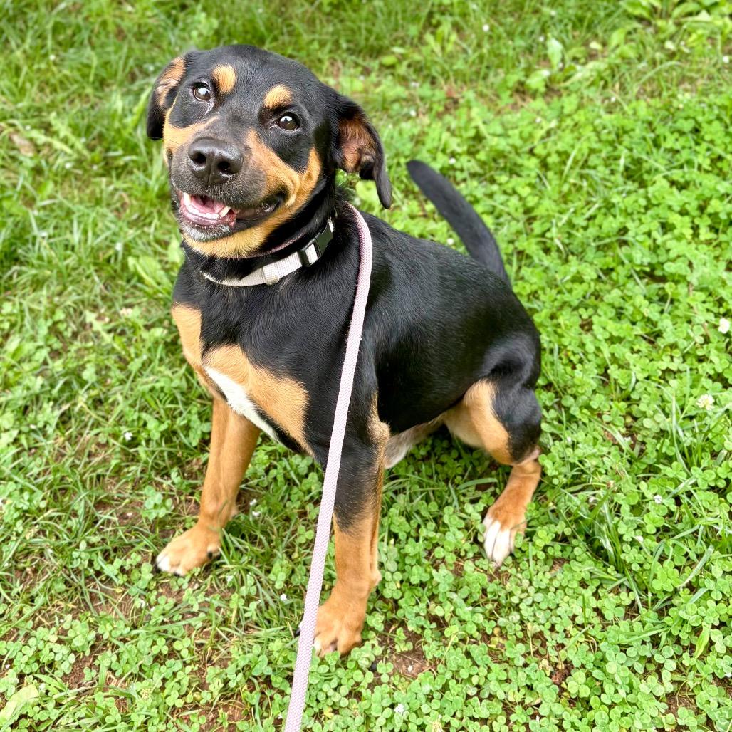 Enlarge Bean fka Magic, a Adoptable Mixed Breed in Rocky Mount, VA image 3/4