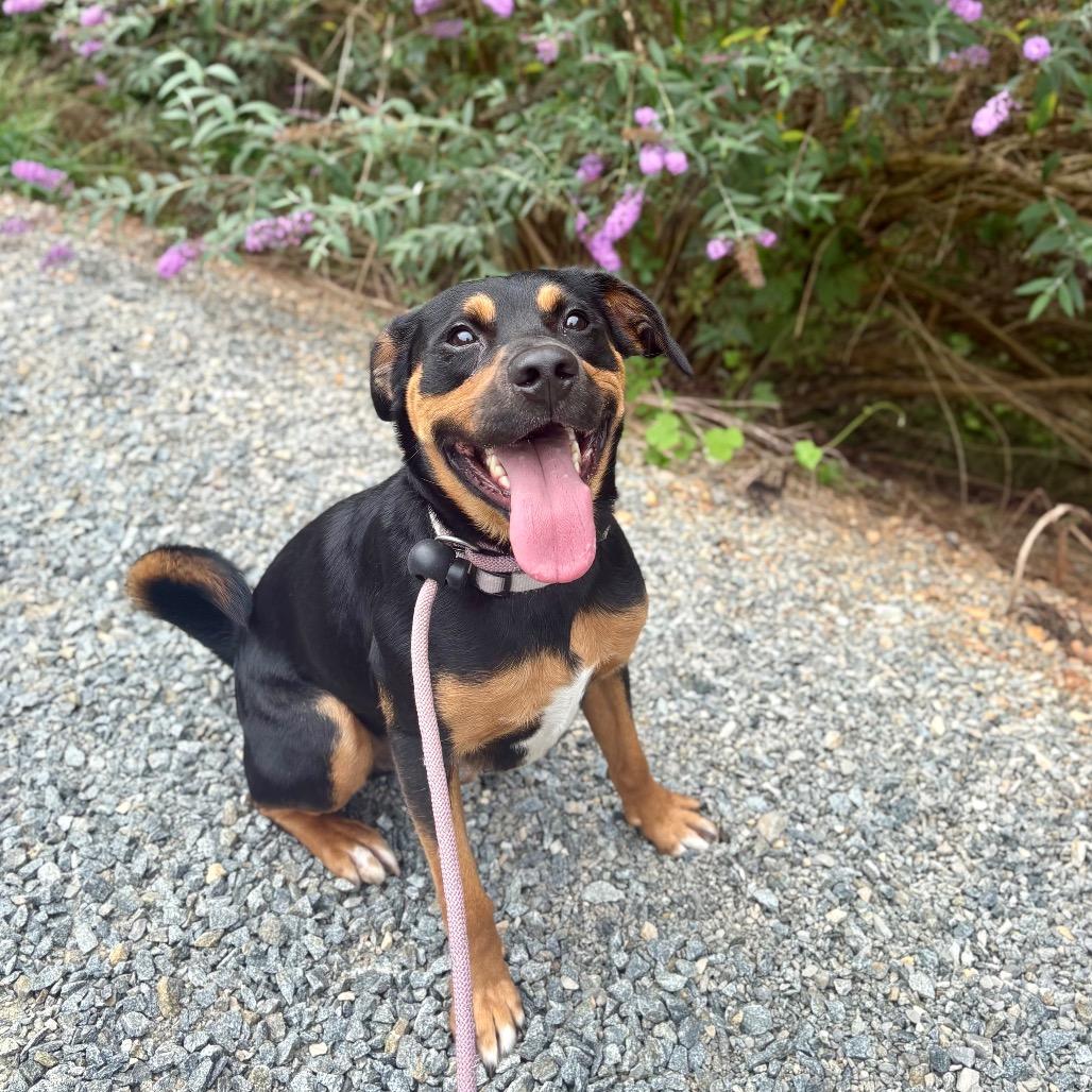 Enlarge Bean fka Magic, a Adoptable Mixed Breed in Rocky Mount, VA image 4/4