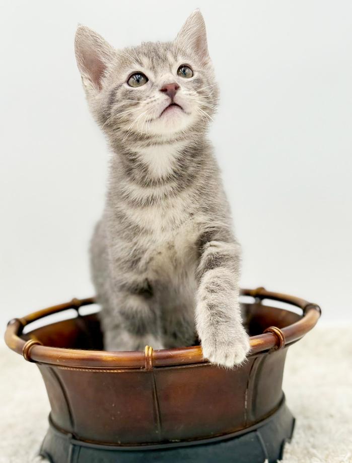 Enlarge Pippin' is the MOST precious!  , an adoptable mixed breed in Bedford Hills, NY image 5/6