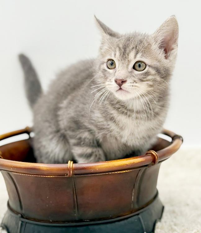 Enlarge Pippin' is the MOST precious!  , an adoptable mixed breed in Bedford Hills, NY image 4/6