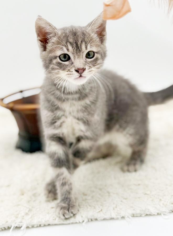 Enlarge Pippin' is the MOST precious!  , an adoptable mixed breed in Bedford Hills, NY image 6/6