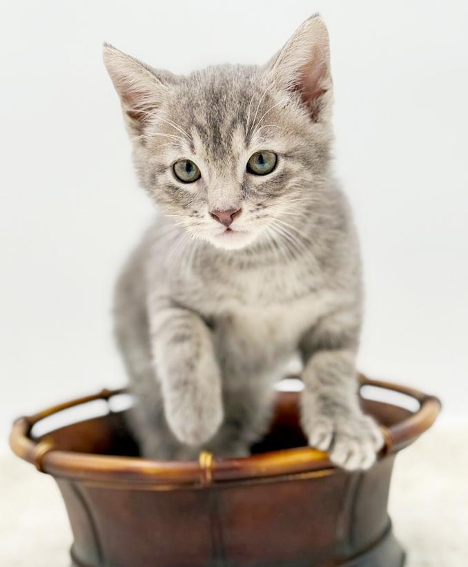 Enlarge Pippin' is the MOST precious!  , an adoptable mixed breed in Bedford Hills, NY image 1/6