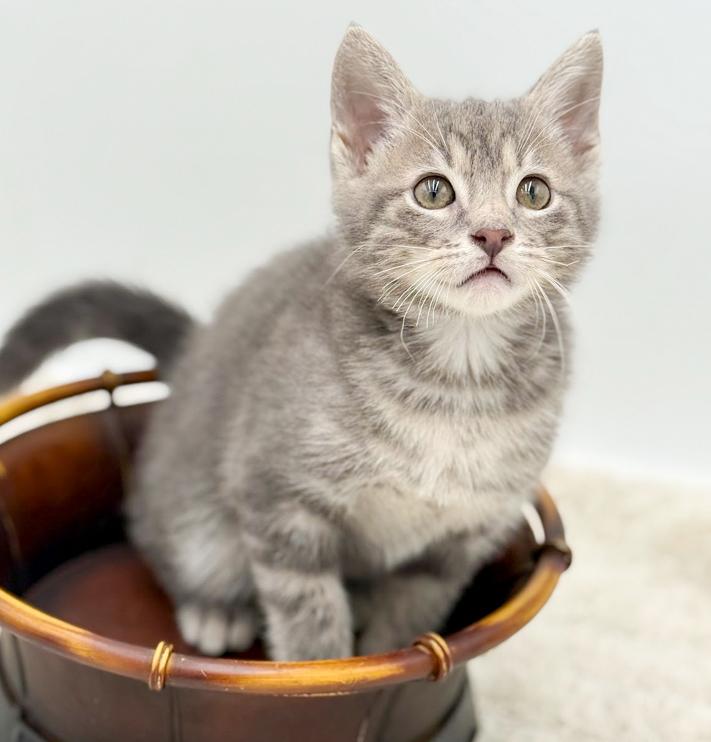 Enlarge Pippin' is the MOST precious!  , an adoptable mixed breed in Bedford Hills, NY image 3/6