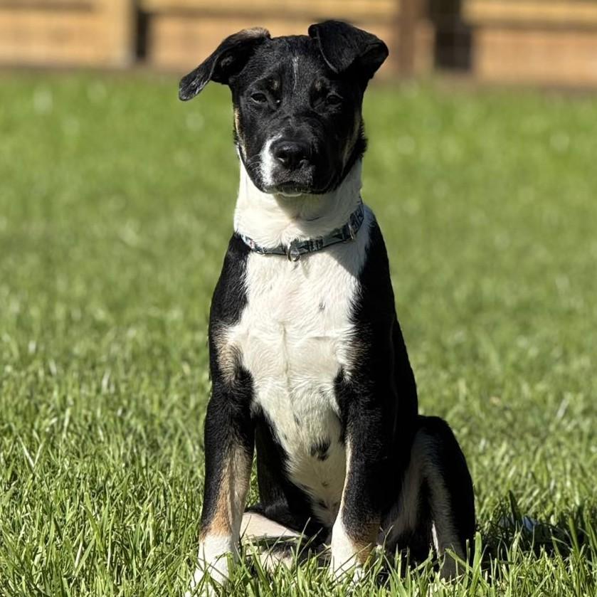 Enlarge Theodore - **ADOPTION FEE SPONSORED!**, a ADOPTABLE mixed breed in Houston, TX image 1/6