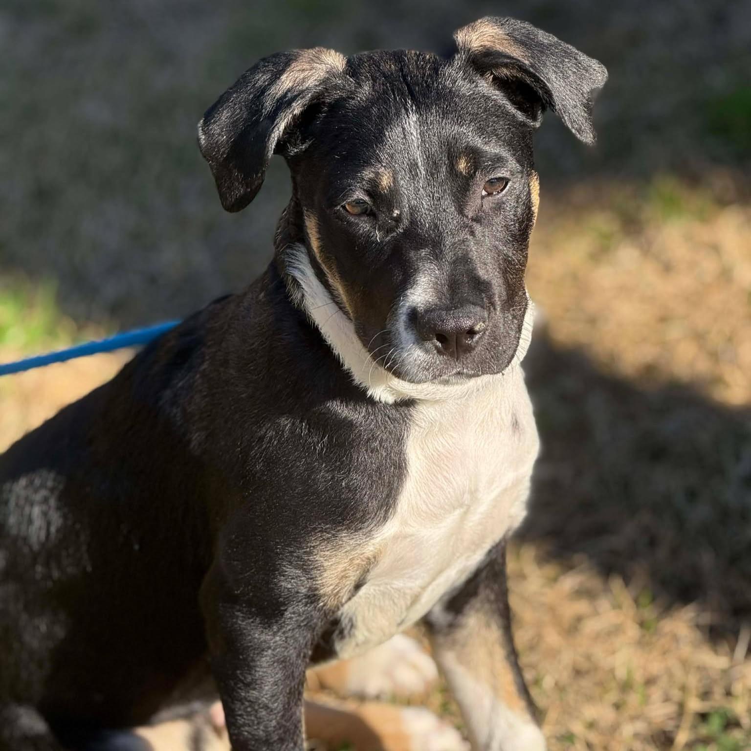 Enlarge Theodore - **ADOPTION FEE SPONSORED!**, a ADOPTABLE mixed breed in Houston, TX image 3/6