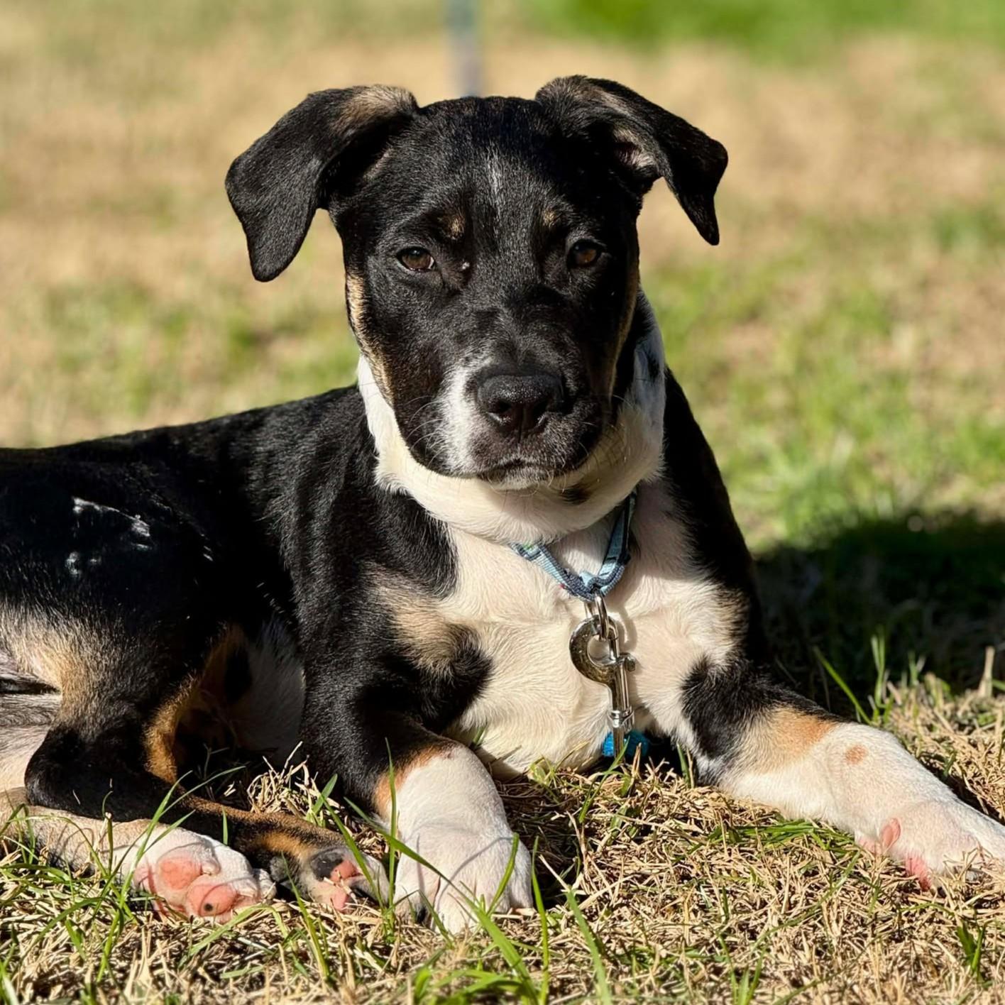 Enlarge Theodore - **ADOPTION FEE SPONSORED!**, a ADOPTABLE mixed breed in Houston, TX image 2/6