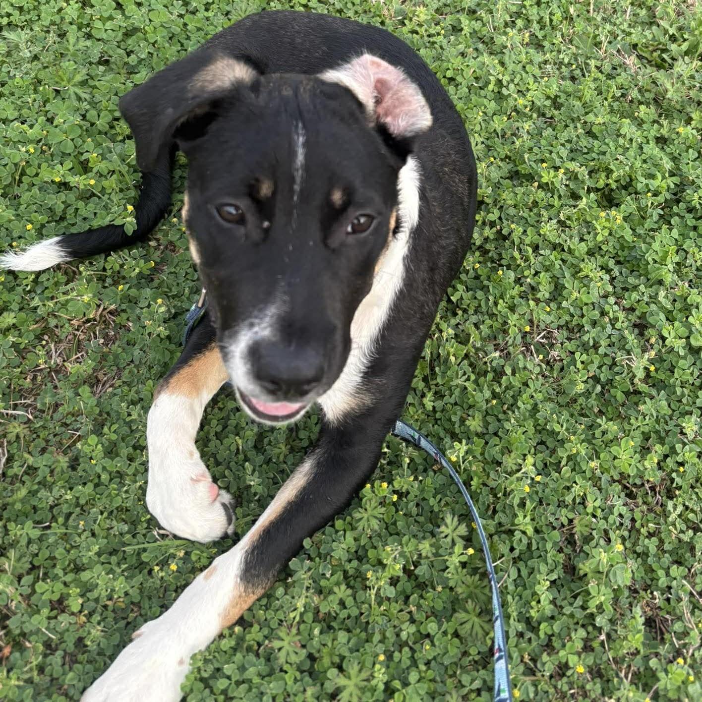 Enlarge Theodore - **ADOPTION FEE SPONSORED!**, a ADOPTABLE mixed breed in Houston, TX image 5/6