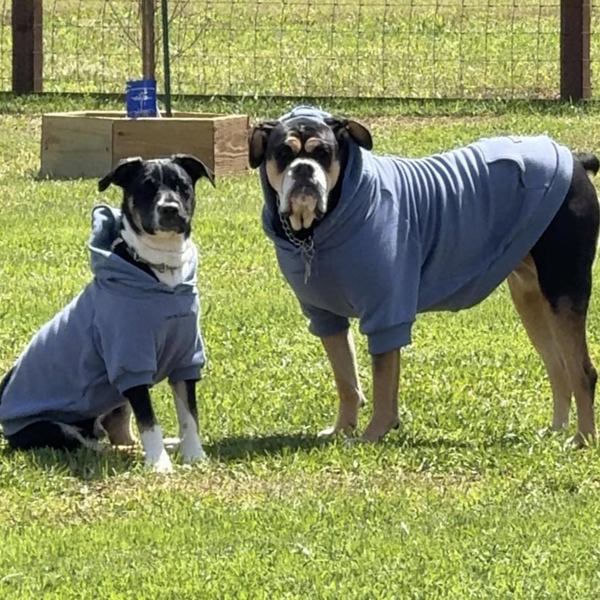 Enlarge Theodore - **ADOPTION FEE SPONSORED!**, a ADOPTABLE mixed breed in Houston, TX image 6/6