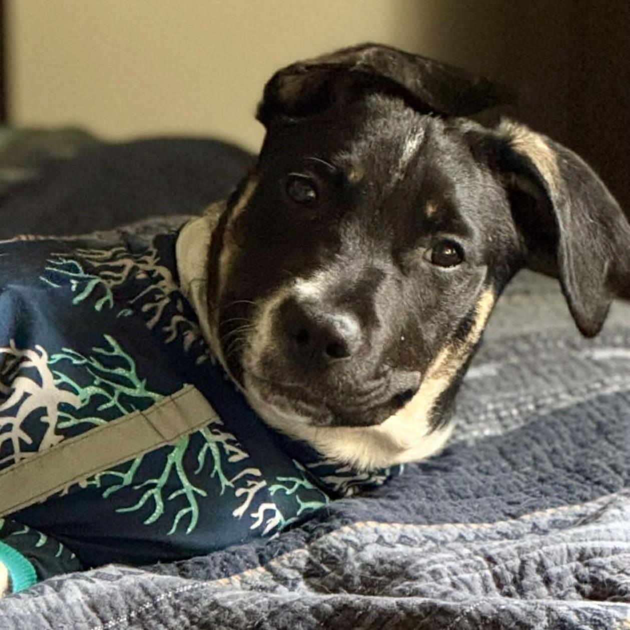 Enlarge Theodore - **ADOPTION FEE SPONSORED!**, a ADOPTABLE mixed breed in Houston, TX image 4/6