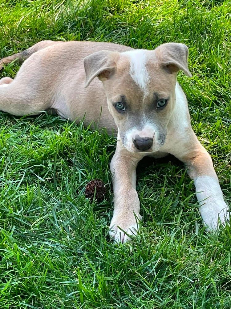 Midnight (Eras Tour 2026) M, Adoptable, Puppy Male Pit Bull Terrier & Mixed Breed.