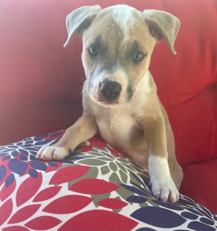 Midnight (Eras Tour 2026) M, a Adoptable mixed breed in Wenonah, NJ image 2/5
